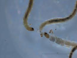 Attēlu rezultāti vaicājumam “Orthosia sp. larva”