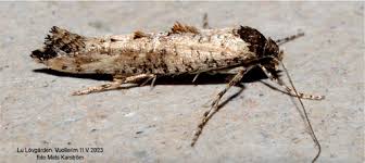 Attēlu rezultāti vaicājumam “Epermeniidae”