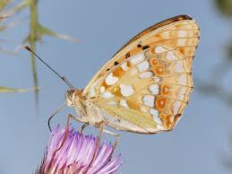 Attēlu rezultāti vaicājumam “Argynnis adippe underside”