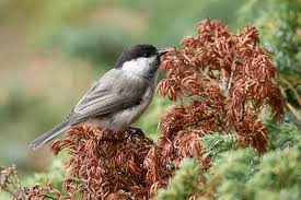 Attēlu rezultāti vaicājumam “Poecile montanus”