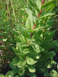 Attēlu rezultāti vaicājumam “Hylotelephium telephium leaf”