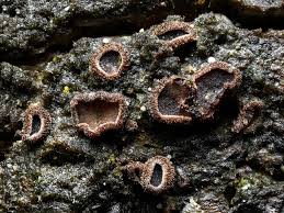 Attēlu rezultāti vaicājumam “Amaurochaete atra”