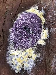 Attēlu rezultāti vaicājumam “Nectriopsis violacea”