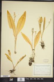 Attēlu rezultāti vaicājumam “Liparis loeselii fruit”