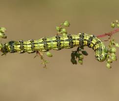 Attēlu rezultāti vaicājumam “Protoschinia scutosa”