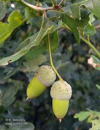 Attēlu rezultāti vaicājumam “Quercus robur fruit”
