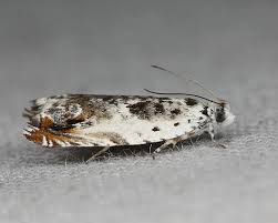 Attēlu rezultāti vaicājumam “Ancylis laetana”