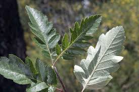 Attēlu rezultāti vaicājumam “Sorbus”