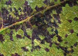 Attēlu rezultāti vaicājumam “Pucciniastrum areolatum”