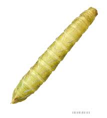 Attēlu rezultāti vaicājumam “Laothoe populi larva”