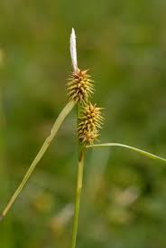Attēlu rezultāti vaicājumam “Carex lepidocarpa”