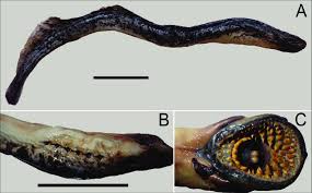 Image result for Petromyzon marinus