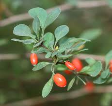 Attēlu rezultāti vaicājumam “Berberis thunbergii fruit”
