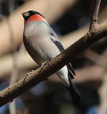 Attēlu rezultāti vaicājumam “Pyrrhula pyrrhula male”