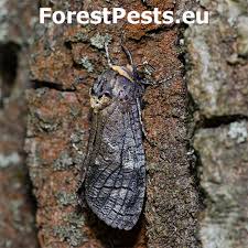 Attēlu rezultāti vaicājumam “Cossus cossus imago”