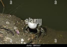 Attēlu rezultāti vaicājumam “Pseudepidalea viridis adult”