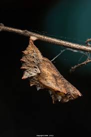 Attēlu rezultāti vaicājumam “Araschnia levana larva”