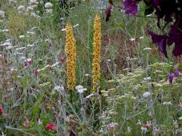 Attēlu rezultāti vaicājumam “Verbascum nigrum flower”