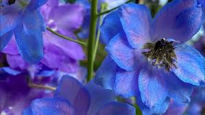 Attēlu rezultāti vaicājumam “Delphinium elatum  flower”