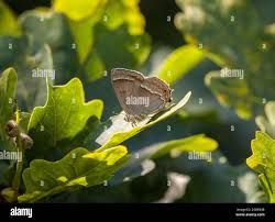 Attēlu rezultāti vaicājumam “Favonius quercus underside”