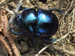 Attēlu rezultāti vaicājumam “Trypocopris vernalis”