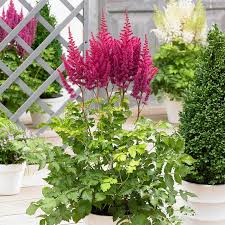 Attēlu rezultāti vaicājumam “Astilbe chinensis”