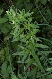 Attēlu rezultāti vaicājumam “Lithospermum officinale leaf”