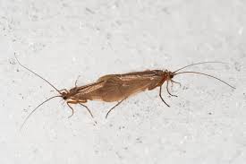 Attēlu rezultāti vaicājumam “Chaetopteryx villosa”