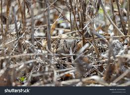 Attēlu rezultāti vaicājumam “Scolopax rusticola nest”