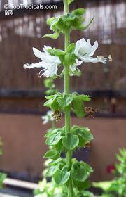 Attēlu rezultāti vaicājumam “Ocimum basilicum flower”