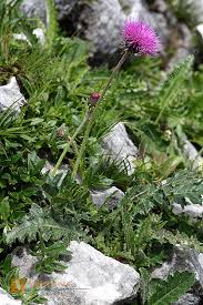 Image result for Alpendistel