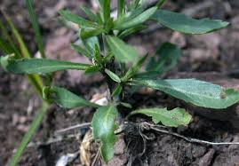 Attēlu rezultāti vaicājumam “Lepidium densiflorum bud”