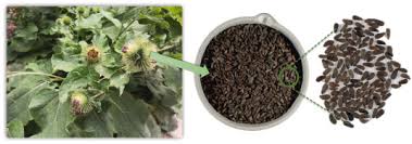 Attēlu rezultāti vaicājumam “Arctium lappa fruit”