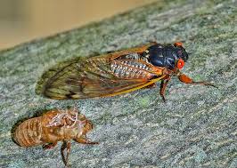 Attēlu rezultāti vaicājumam “exuvia”