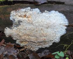 Attēlu rezultāti vaicājumam “Skeletocutis odora”