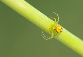 Attēlu rezultāti vaicājumam “Diaea dorsata female”