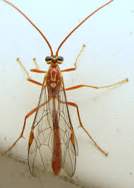 Attēlu rezultāti vaicājumam “Ichneumonidae”