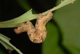 Attēlu rezultāti vaicājumam “Pareulype berberata”