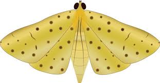 Attēlu rezultāti vaicājumam “Crambidae”