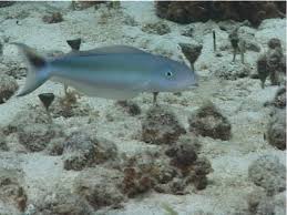 Image result for Malacanthus plumieri