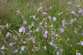 Attēlu rezultāti vaicājumam “Malva moschata flower”