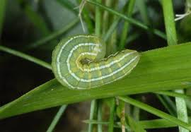 Attēlu rezultāti vaicājumam “Tholera cespitis”