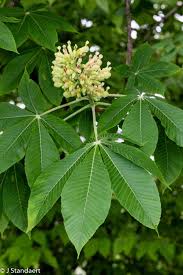 Attēlu rezultāti vaicājumam “Aesculus flava”