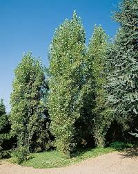 Attēlu rezultāti vaicājumam “Populus x berolinensis”