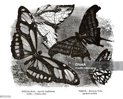 「憚木蝶左」の画像検索結果