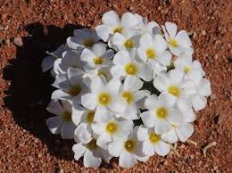 Attēlu rezultāti vaicājumam “Oxalidaceae”