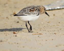 Attēlu rezultāti vaicājumam “Calidris”