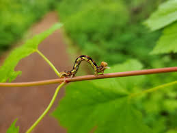 Attēlu rezultāti vaicājumam “Epirranthis diversata”