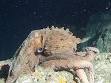 Cephalopod size - Wikipedia, the free encyclopedia