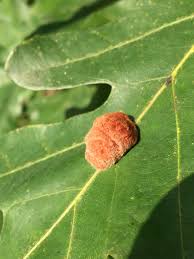 Attēlu rezultāti vaicājumam “Andricus quercuscorticis”